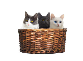 Fototapeta na wymiar cats look in the basket