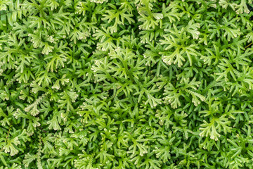 Small fern leaves floor