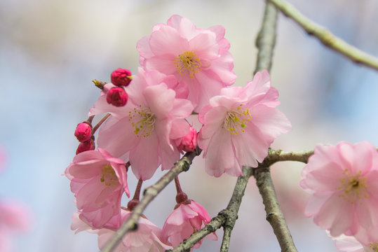 福岡・光雲神社の桜