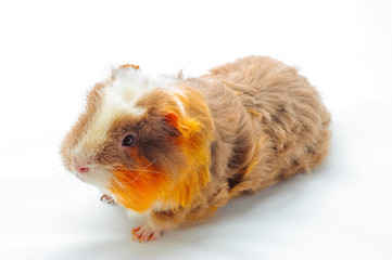 One guinea pig merino on white background