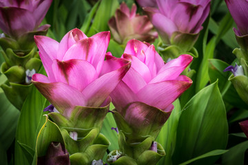 Siam tulip flowers