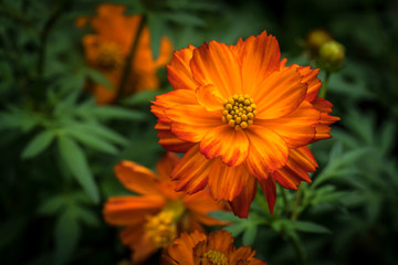 Orange flower on green leaves