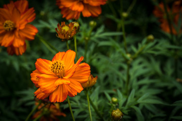 Orange flower on green leaves
