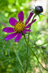Two flowers of cosmos