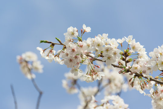 福岡・光雲神社の桜