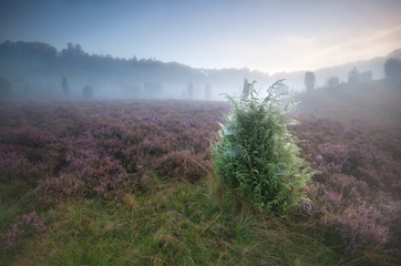 Fototapeta na wymiar junipers and flowering heather in misty morning