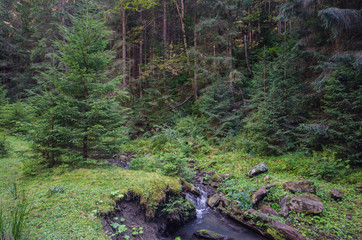 Fototapeta na wymiar Trees and a creek in the forest
