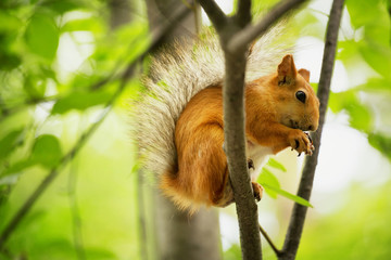 Squirrel eating nuts