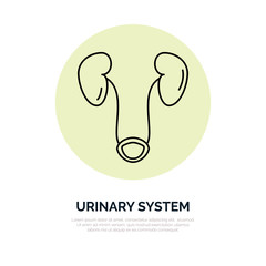 Human organ symbol, urinary system. Modern vector line icons of urology. Linear medical pictograms for clinic, hospital. Urinary system pictogram. Kidney, bladder sign.