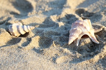 Beach with seashells in sunset.
