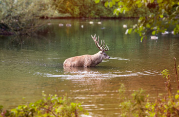 Deer in water