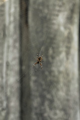 spider hanging on a web against the gray wooden background