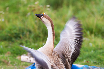 Portrait of a gray goose