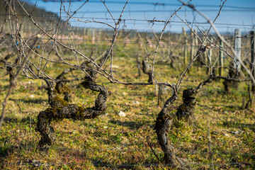 taille hivernale de la vigne