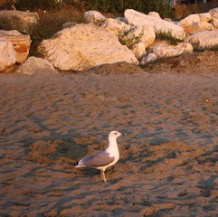 Seagull on the beach.