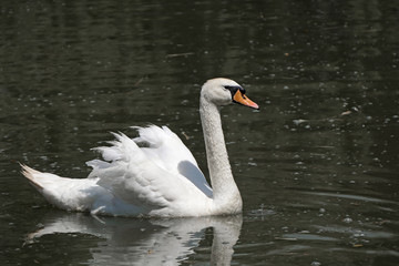 Fototapeta premium White swan in the water.