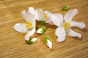 Fototapeta na wymiar Jasmine flowers.