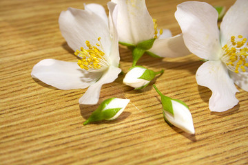 Fototapeta na wymiar Jasmine flowers.