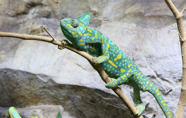 kletterndes Chamäleon