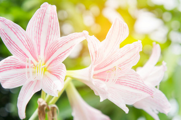 abstract flower background, flower Fresh color in morning