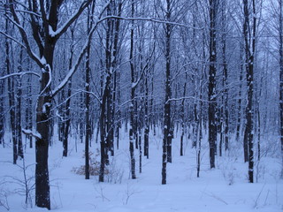 Hivers dans le bois