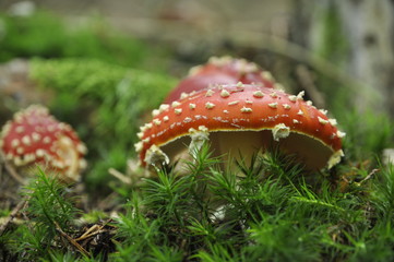 Fliegenpilze