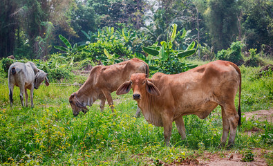 Cows on a summer pasture,Thailand