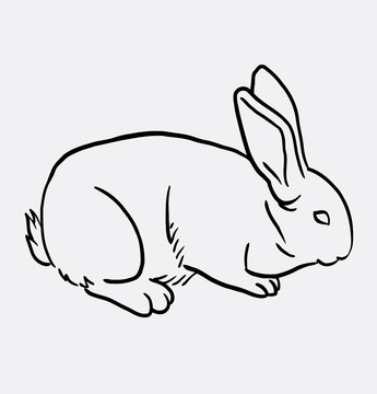 Rabbit pet animal sketch . Good use for symbol, logo, web icon, mascot, 