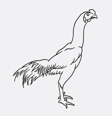 Rooster poultry animal sketch vector. Good use for symbol, logo, web icon, mascot, or any design you want.