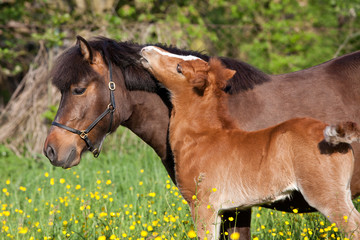 Shetland pony mare with her foal