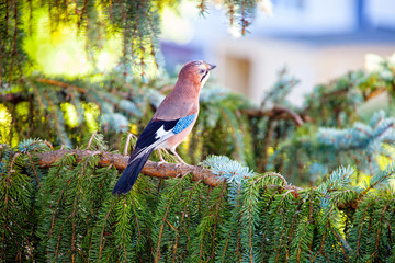 Eurasian jay on a tree in the forest.