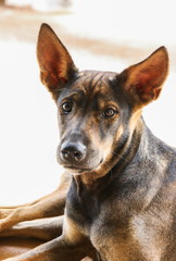 Thai dog lying on the ground