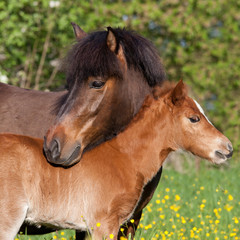 Shetland pony mare with her foal