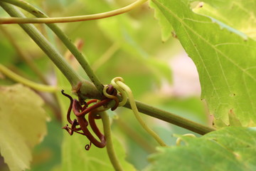 Vrille de plant de vigne