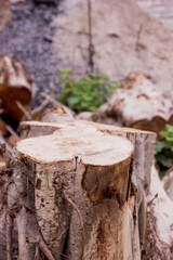 tree cut product space