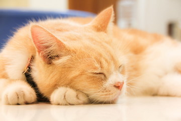 American Short Hair with yellow eyes cat