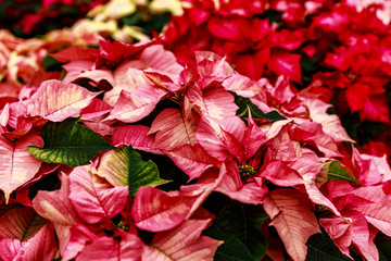 Pink Poinsettia's