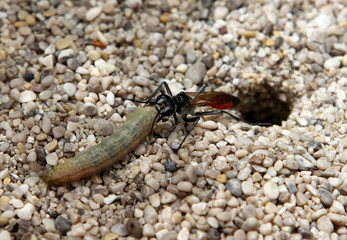 Parasitoid wasp dragging a paralyzed caterpillar