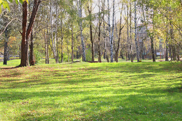 Glade with green grass in park with birches in summer sunny day