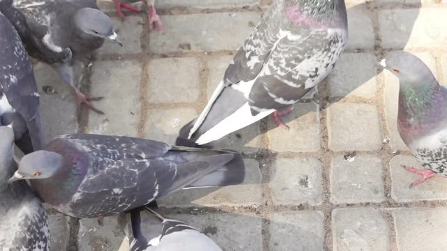 Many pigeons walking on the pavement on a sunny day