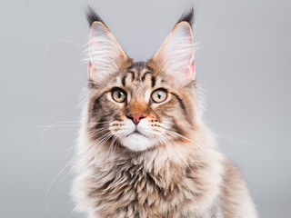 Portrait of domestic black tabby Maine Coon kitten - 5 months old. Close-up studio photo of striped kitty looking at camera. Cute young cat on grey background. - obrazy, fototapety, plakaty