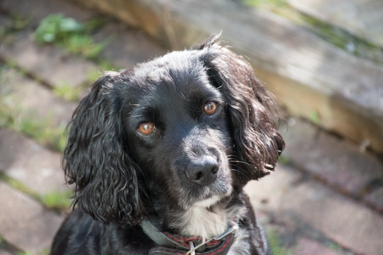Working Cocker Spaniel