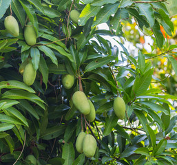 Green Mango on the tree.