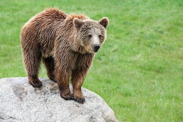 Brown bear in the nature 