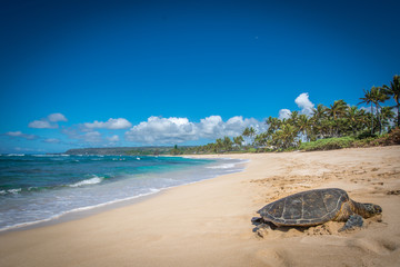 Schildkröte am Traumstrand von Hawaii, Turtle Bay