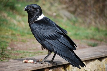 WHITE NECKED CROW DEVOURING ITS PREY