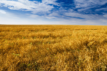 Beautiful view of spikelets field.