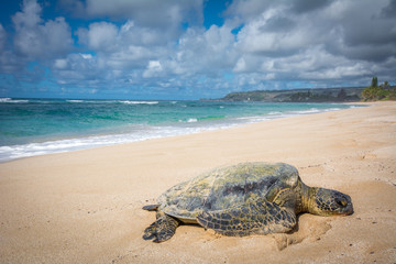 Schildkröte am Traumstrand von Hawaii, Turtle Bay