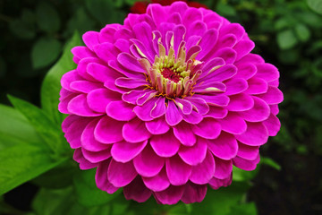 Obraz premium Magenta gerbera flower