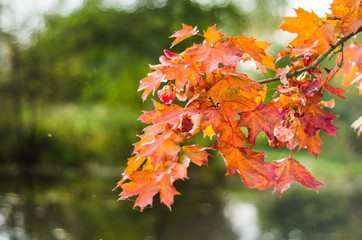Fototapeta na wymiar The leaves in the autumn . Autumn arrived. October.